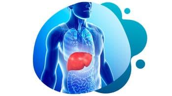 Non-alcoholic Fatty Liver Disease (NASH)- Studies – Conquest Research An illustration of non alcoholic fatty liver disease NASH